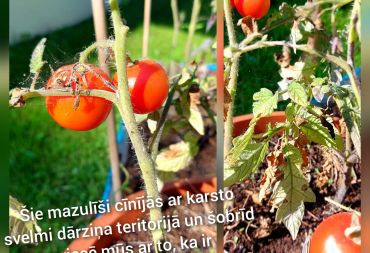 “Pavasara sveiciens rudenim”
