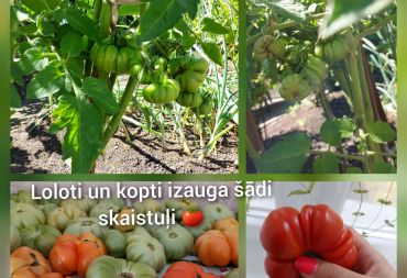“Pavasara sveiciens rudenim”
