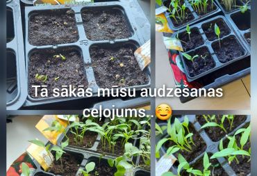 “Pavasara sveiciens rudenim”